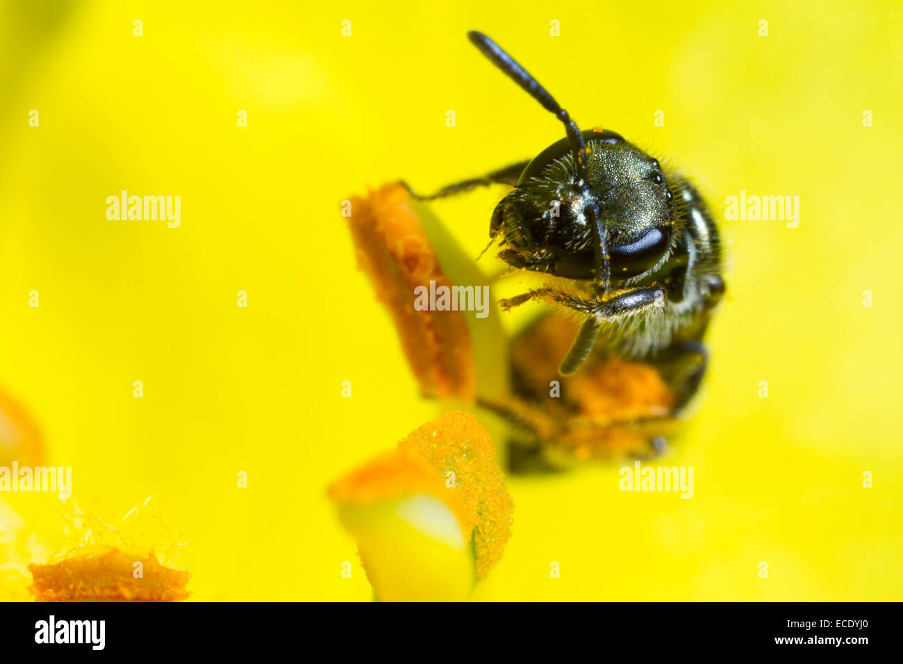 Gemeinsamen grünen Furche-Biene (Früchte Morio) Weibchen sammeln Pollen in einer Blüte Königskerze (Verbascum SP.) in einem Garten. Stockfoto
