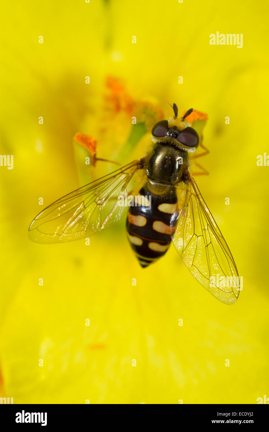 Migrationshintergrund Hoverfly (Eupeodes Corollae) Erwachsenfrau Fütterung in eine Blume Königskerze (Verbascum SP.). Seaford, Sussex, England. Juli. Stockfoto