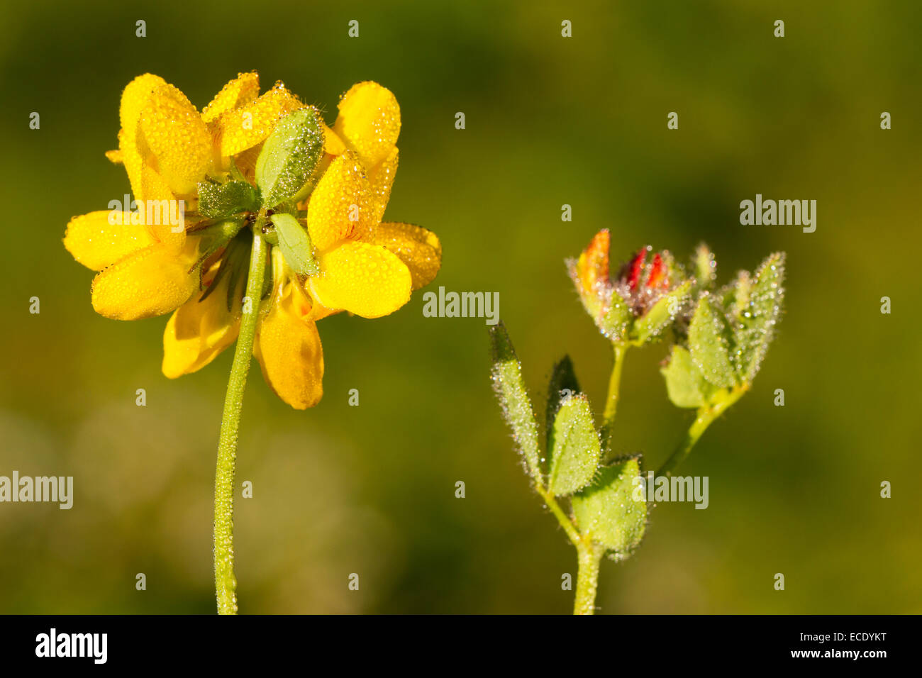 Vogel's – Foot Trefoil (Lotus Corniculatus) Blüte. Powys, Wales. Juli. Stockfoto