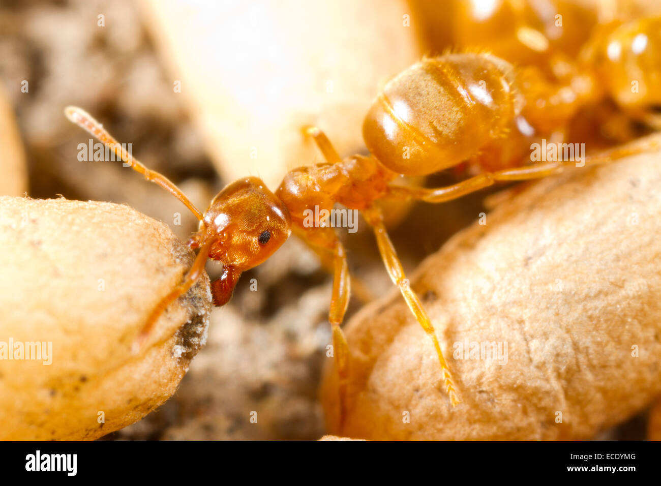 Gelbe Wiese Ameisen (Lasius Flavus) Arbeiter Bewegung eingesponnen Puppen in einem Nest. Powys, Wales. Juli. Stockfoto