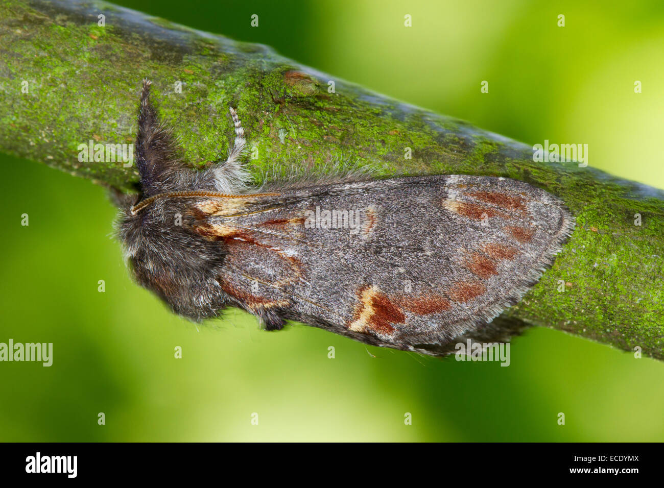 Eisen Prominent (Notodonta Dromedarius) Erwachsene Motte auf einem Ast. Powys, Wales. Juli. Stockfoto