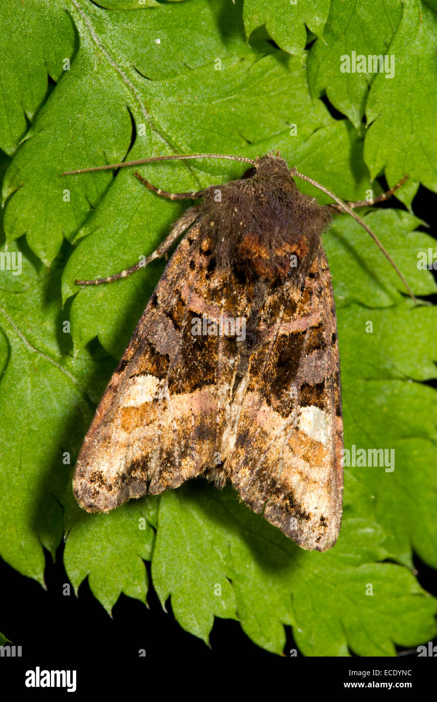 Kleine Winkel-Farbtöne (Euplexia Lucipara) Erwachsenen Falter ruht auf einem Farn Blatt. Powys, Wales. Juli. Stockfoto