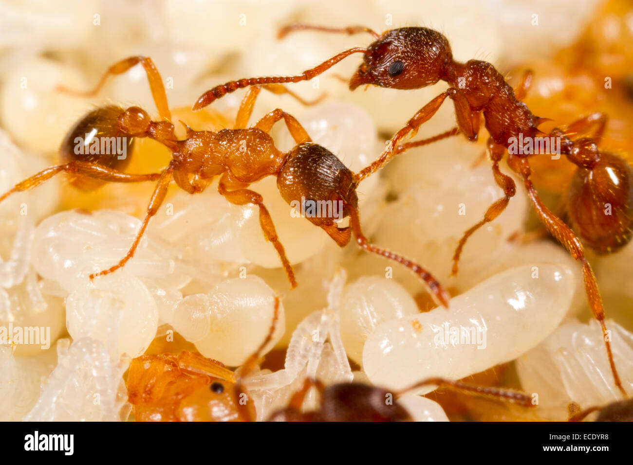 Red Ant (Myrmica Rubra) Erwachsene Arbeitnehmer tendenziell Puppen in einem Nest. Powys, Wales. Juli. Stockfoto