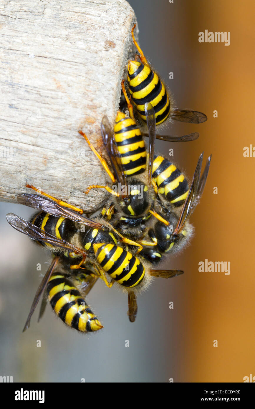 Baum Wasp (Dolicovespula Sylvestris) Männchen und neue Königinnen, Masse Austritt aus der Nesteingang. Powys, Wales. August. Stockfoto