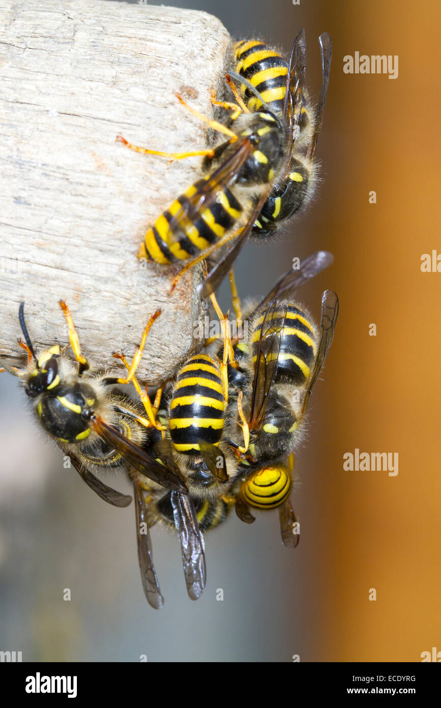 Baum Wasp (Dolicovespula Sylvestris) Männchen und neue Königinnen, Masse Austritt aus der Nesteingang. Powys, Wales. August. Stockfoto