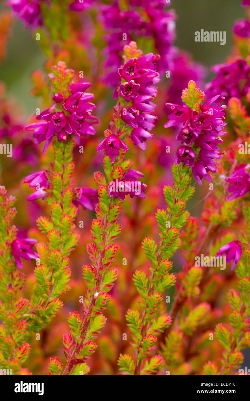 Gemeinsamen Heather oder Ling (Calluna Vulgaris) "Firefly" Vielfalt in einem Garten blühen. Powys, Wales. August. Stockfoto