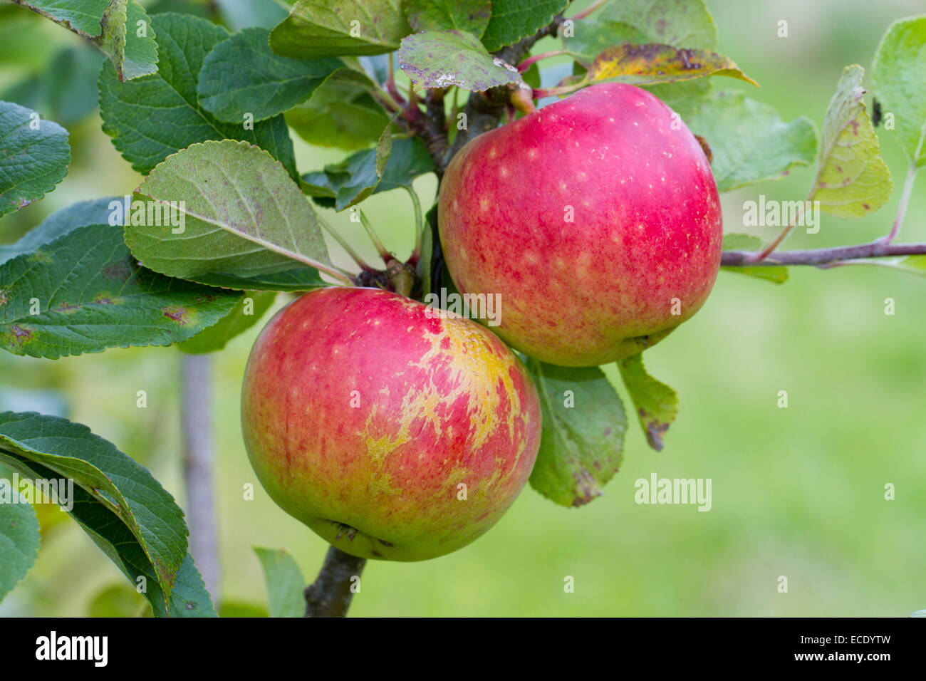 Kulturapfel (Malus Domestica) Sorte 'James Grieve'. Frucht auf einem Baum in einem Bio-Obstgarten. Powys, Wales. August. Stockfoto