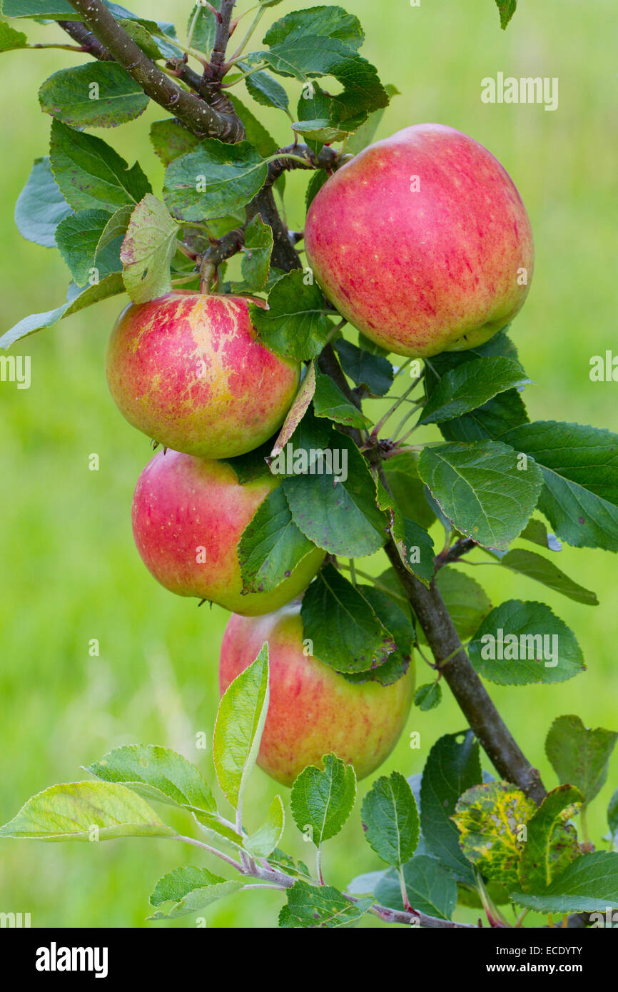 Kulturapfel (Malus Domestica) Sorte 'James Grieve'. Frucht auf einem Baum in einem Bio-Obstgarten. Powys, Wales. August. Stockfoto