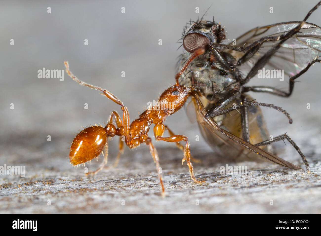 Red Ant (Myrmica Rubra) Erwachsene Arbeitnehmer ziehen eine tote Fliege zurück zum Nest. Powys, Wales. September. Stockfoto
