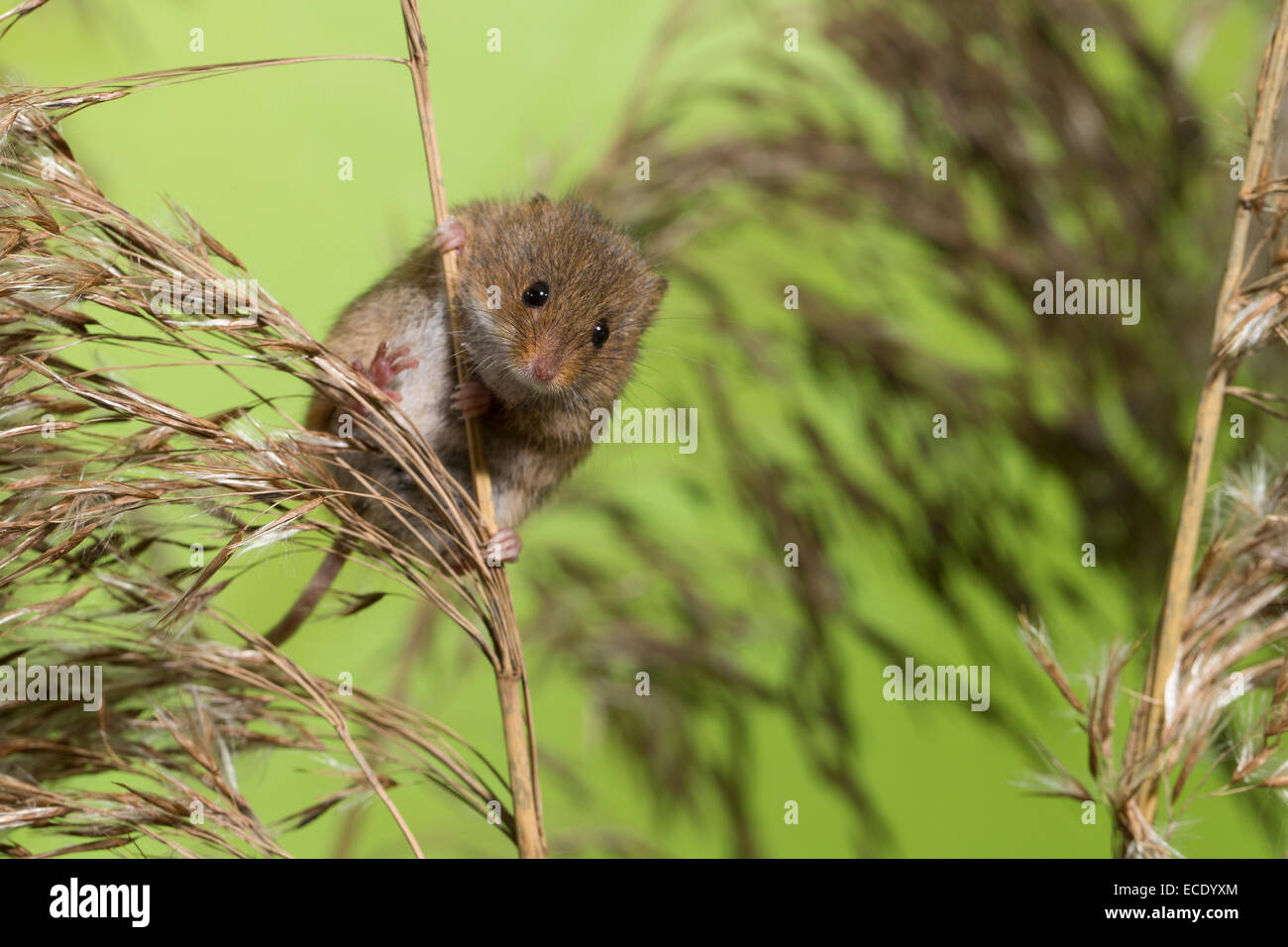 Eurasische Zwergmaus Zwergmaus, Zwerg-Maus, Maus, Mäuse, Halmkletterer, Greifschwanz, Micromys Minutus, Ratte Des Moissons Stockfoto