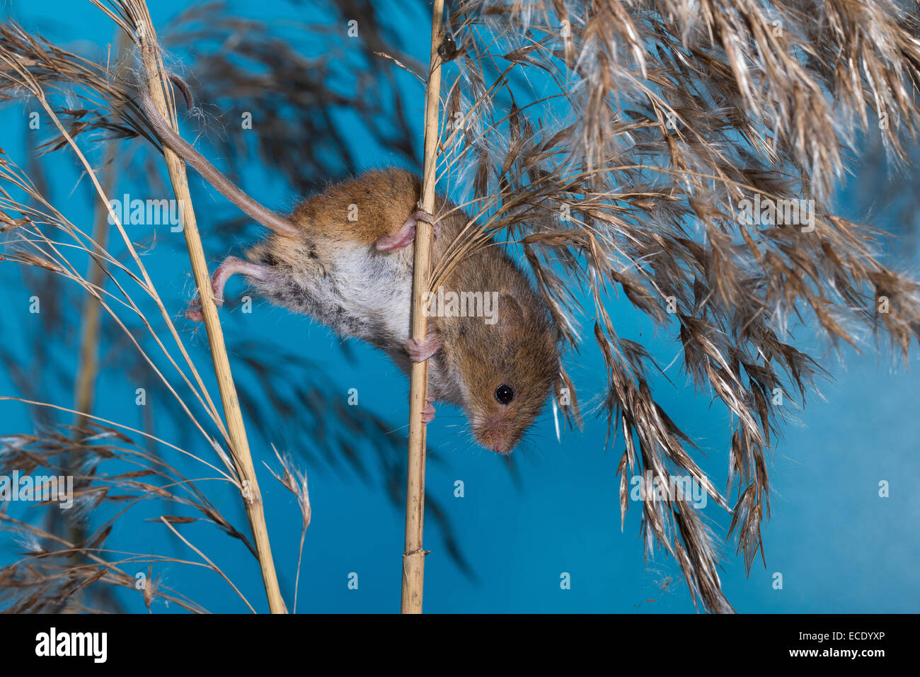 Eurasische Zwergmaus Zwergmaus, Zwerg-Maus, Maus, Mäuse, Halmkletterer, Greifschwanz, Micromys Minutus, Ratte Des Moissons Stockfoto