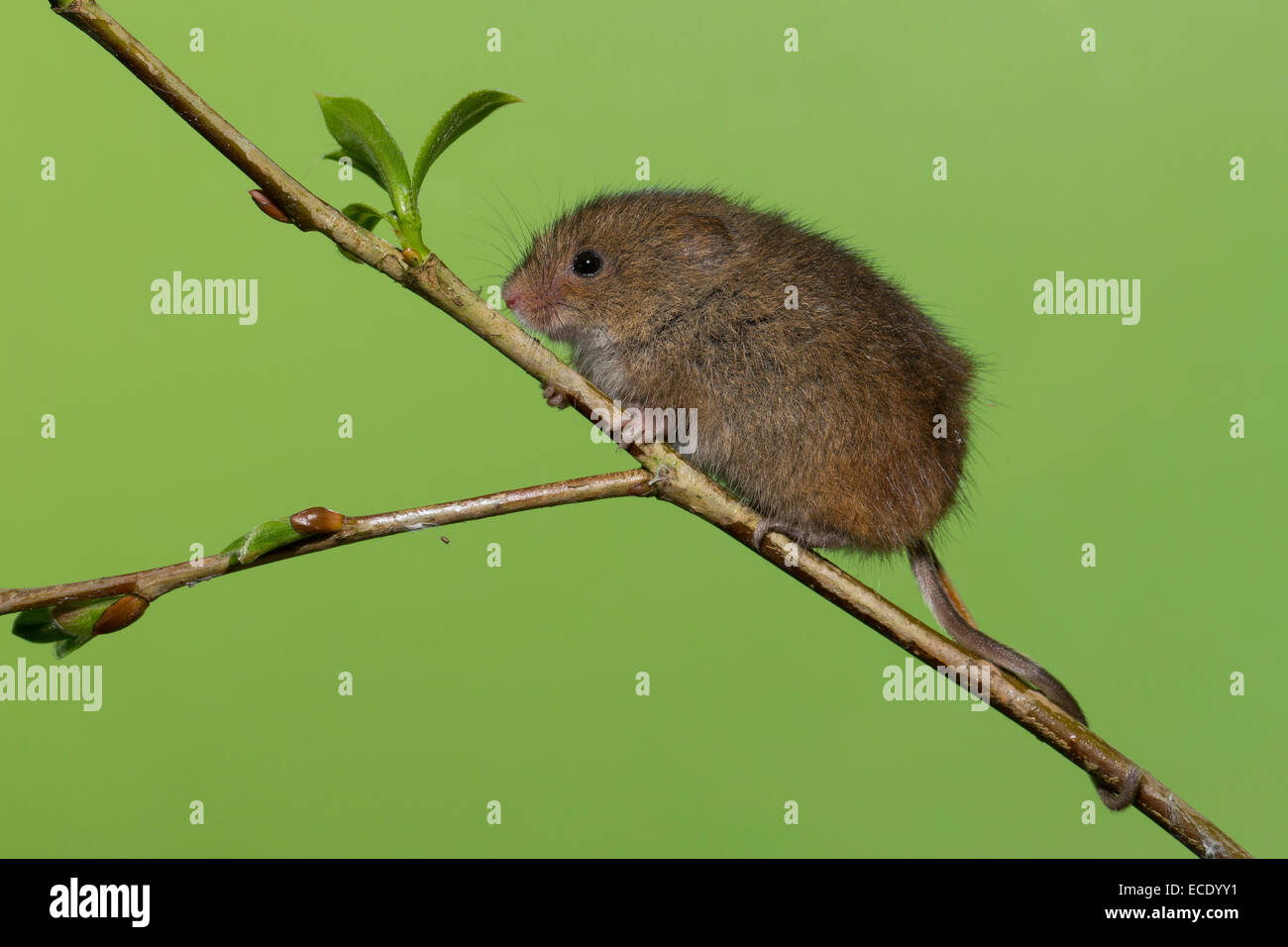 Eurasische Zwergmaus Zwergmaus, Zwerg-Maus, Maus, Mäuse, Halmkletterer, Greifschwanz, Micromys Minutus, Ratte Des Moissons Stockfoto