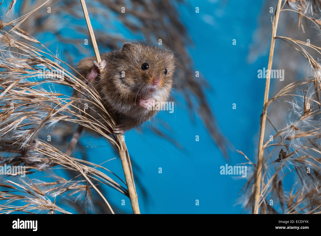 Eurasische Zwergmaus Zwergmaus, Zwerg-Maus, Maus, Mäuse, Halmkletterer, Greifschwanz, Micromys Minutus, Ratte Des Moissons Stockfoto