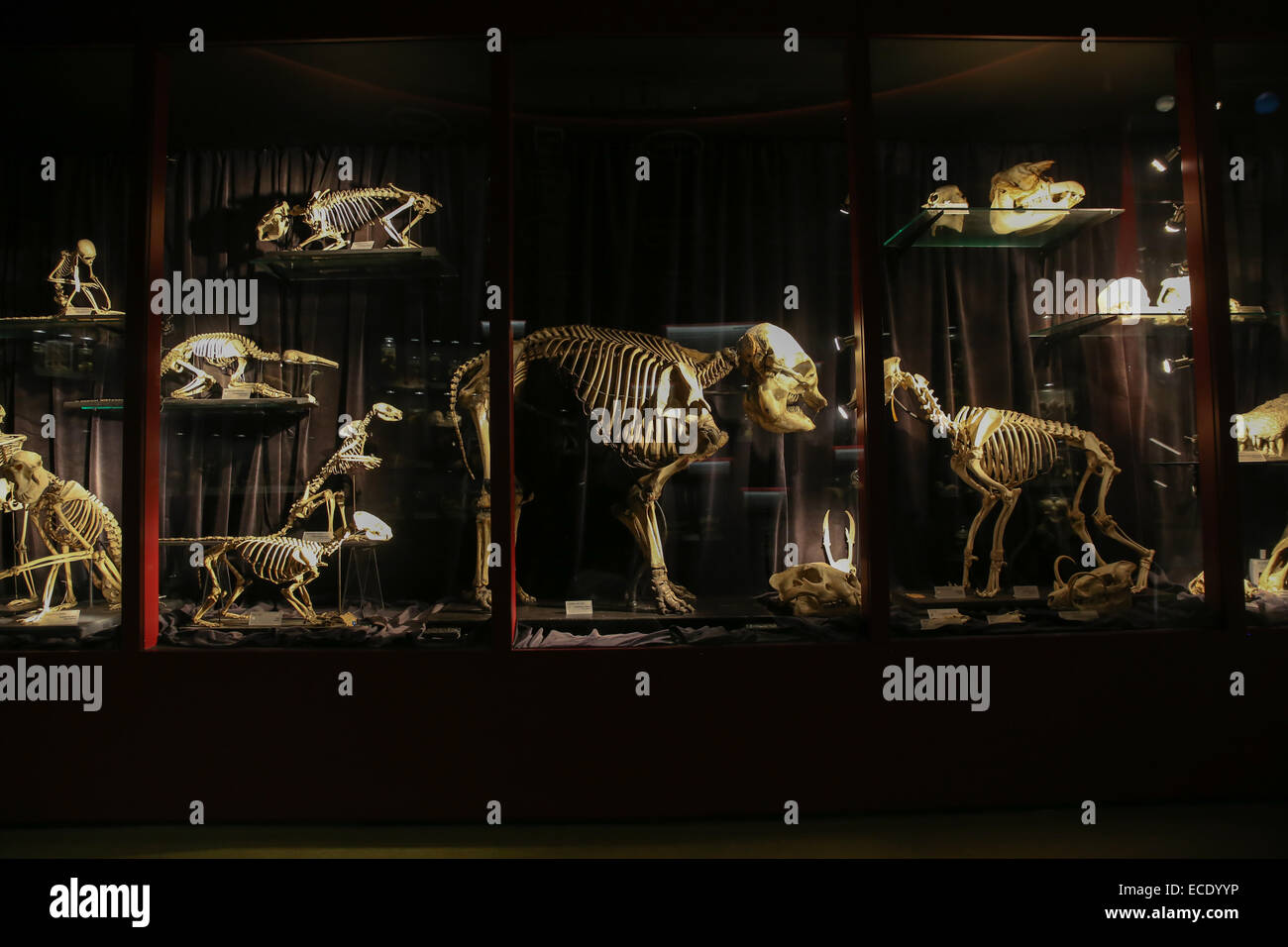 Dinosaurier Skelett Modell im Inneren Zentrum Wissenschaftszentrum Stockfoto