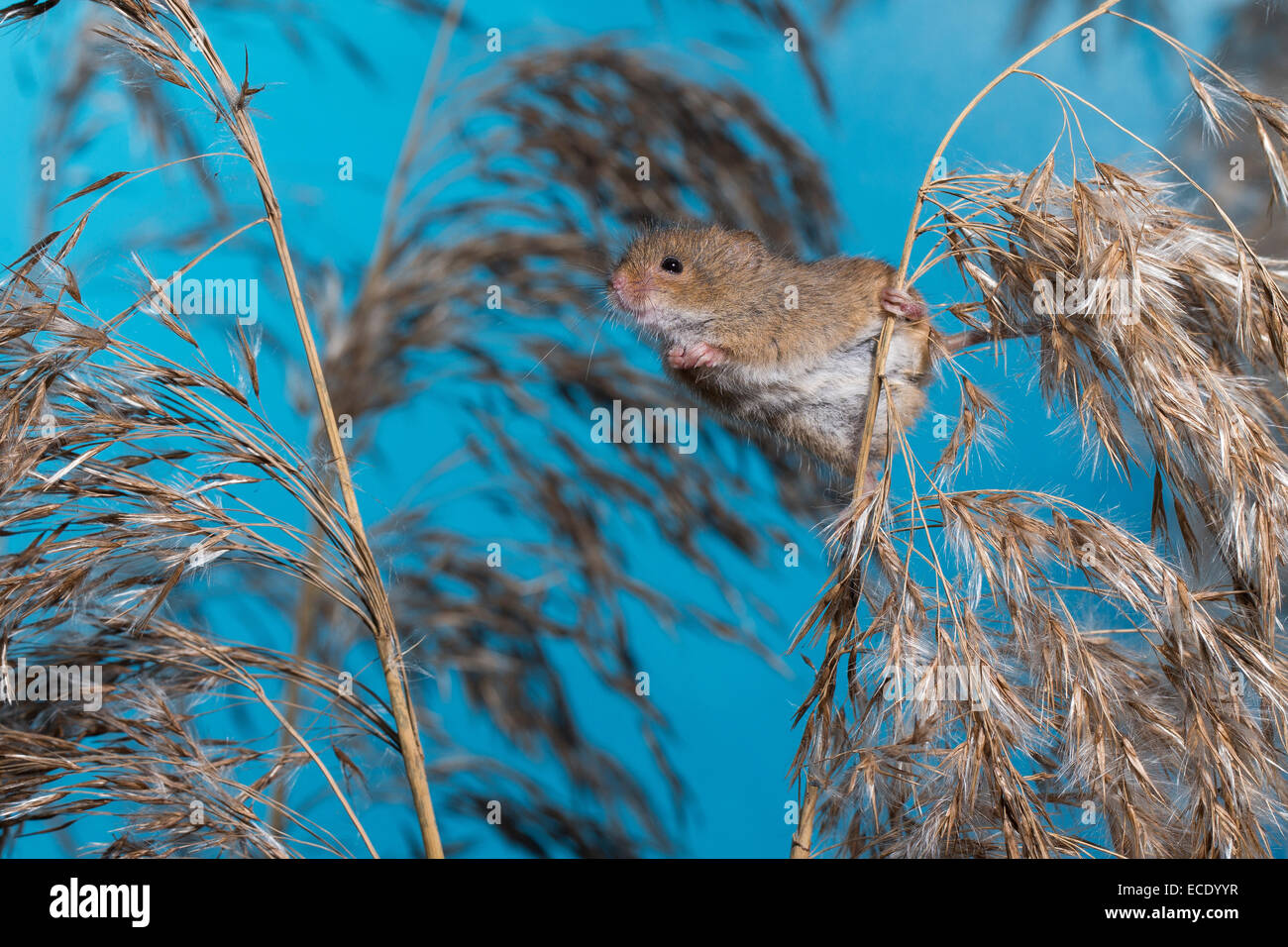 Eurasische Zwergmaus Zwergmaus, Zwerg-Maus, Maus, Mäuse, Halmkletterer, Greifschwanz, Micromys Minutus, Ratte Des Moissons Stockfoto