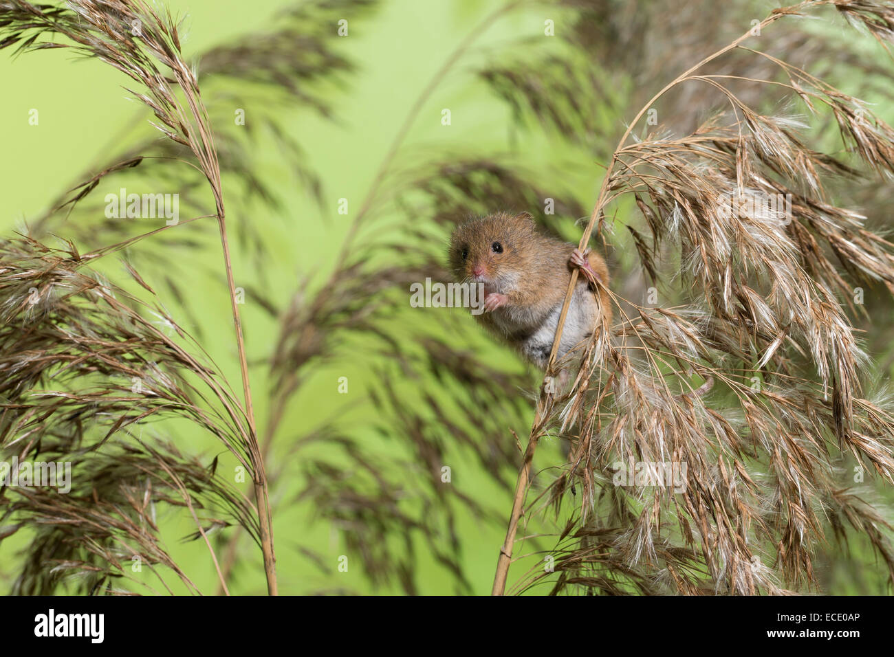 Eurasische Zwergmaus Zwergmaus, Zwerg-Maus, Maus, Mäuse, Halmkletterer, Greifschwanz, Micromys Minutus, Ratte Des Moissons Stockfoto