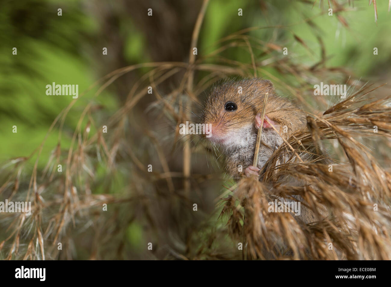 Eurasische Zwergmaus Zwergmaus, Zwerg-Maus, Maus, Mäuse, Halmkletterer, Greifschwanz, Micromys Minutus, Ratte Des Moissons Stockfoto