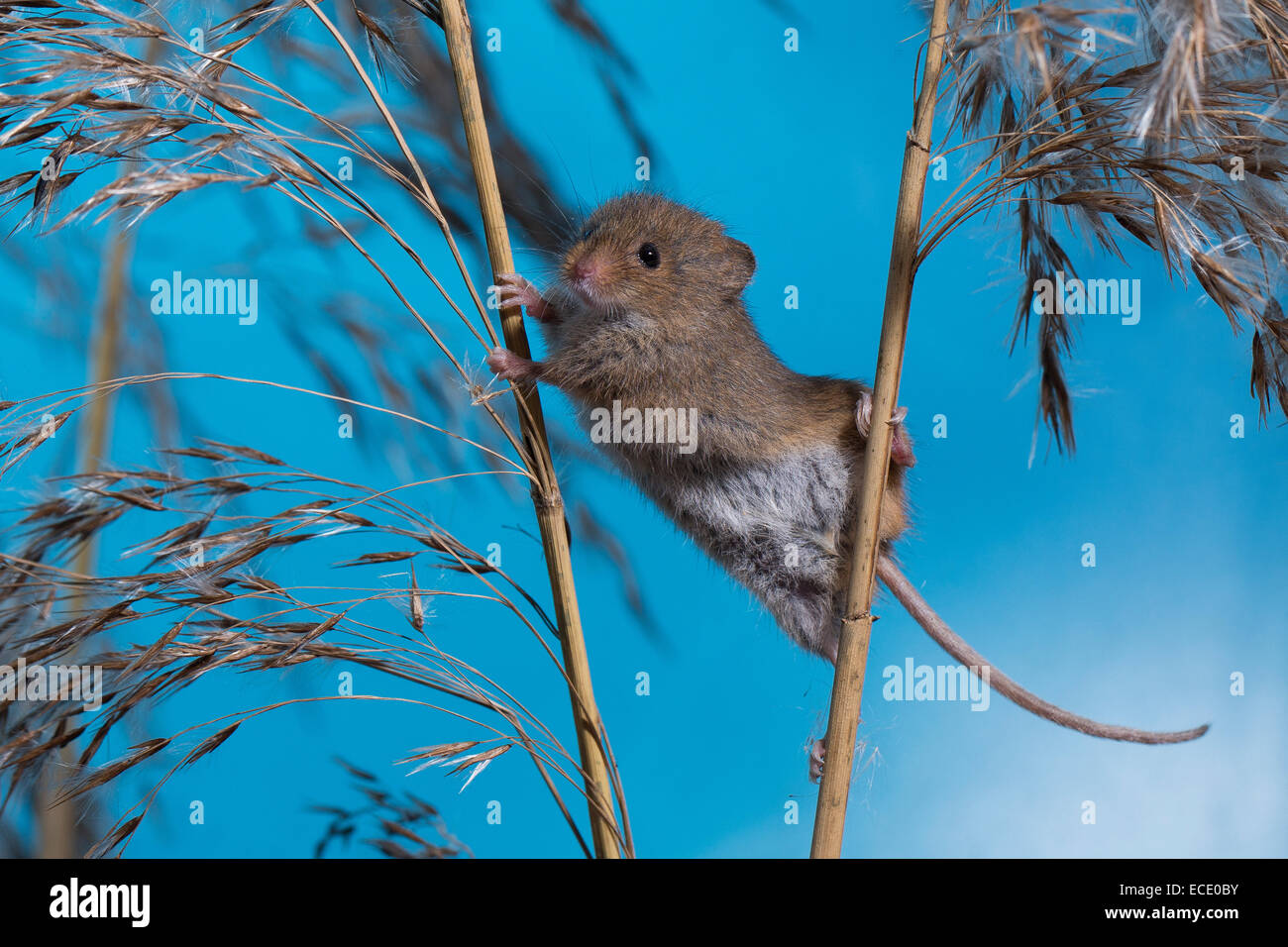 Eurasische Zwergmaus Zwergmaus, Zwerg-Maus, Maus, Mäuse, Halmkletterer, Greifschwanz, Micromys Minutus, Ratte Des Moissons Stockfoto