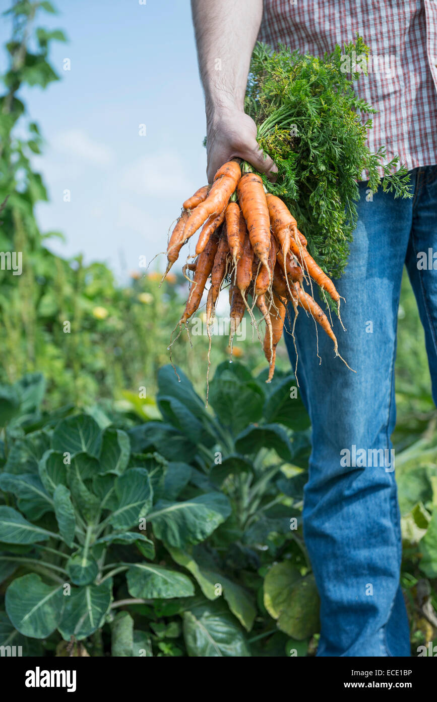 Eigenes Gemüse Mann Garten Karotten wachsen Stockfoto