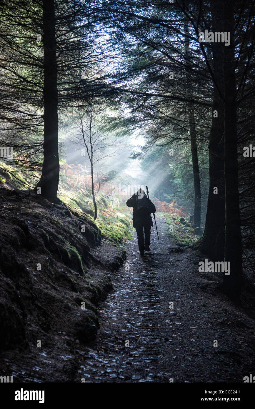 Einige schöne Sonnenstrahlen, da wir durch die Bäume auf die Allerdale Wanderung auf unserem Weg bis Dodd fiel im englischen Lake District gehen Stockfoto