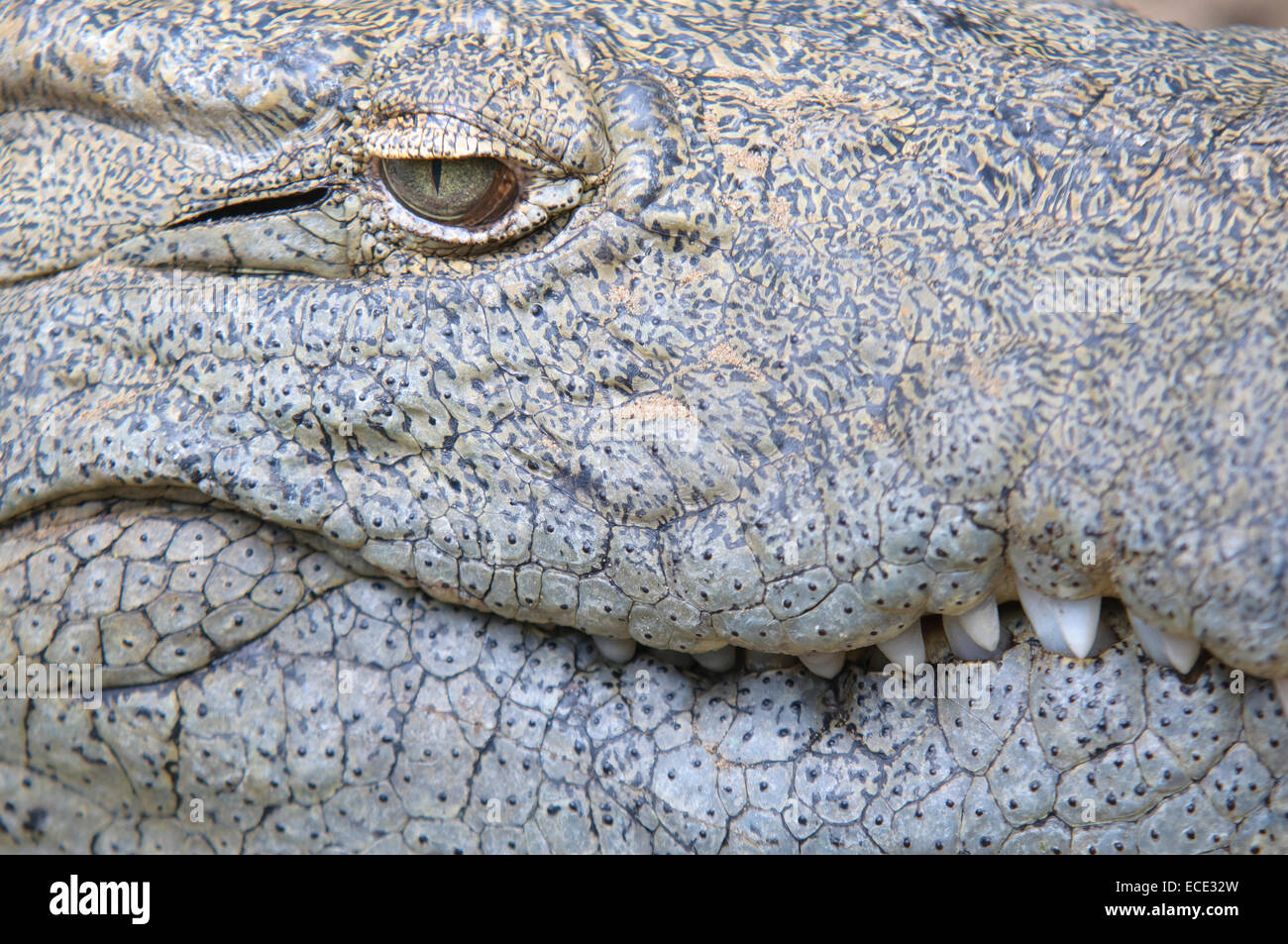 Nil-Krokodil (Crocodylus Niloticus), Detail von Augen, Haut und Zähnen, Gefangenschaft, St. Lucia, Südafrika Stockfoto