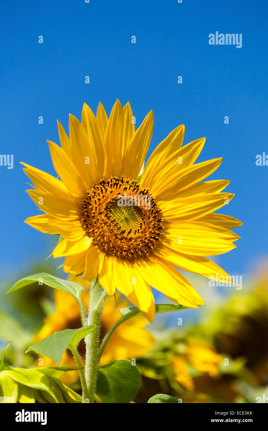 Sonnenblume (Helianthus Annuus) Stockfoto