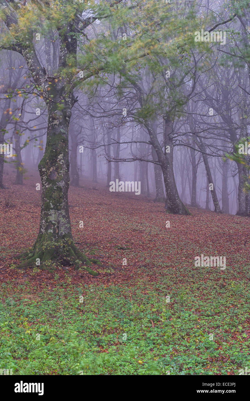 Herbst im Wald mit Nebel, Monte Cucco Regional Park, Umbrien, Italien Stockfoto