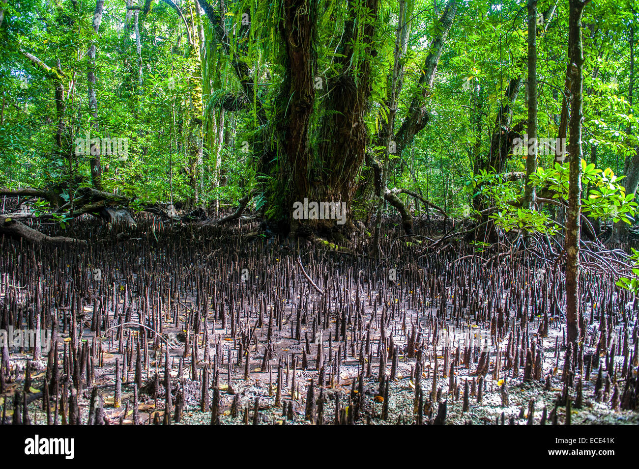 Mangroven Wurzeln, Karpfen Insel Rock Island, Palau, Mikronesien Stockfoto