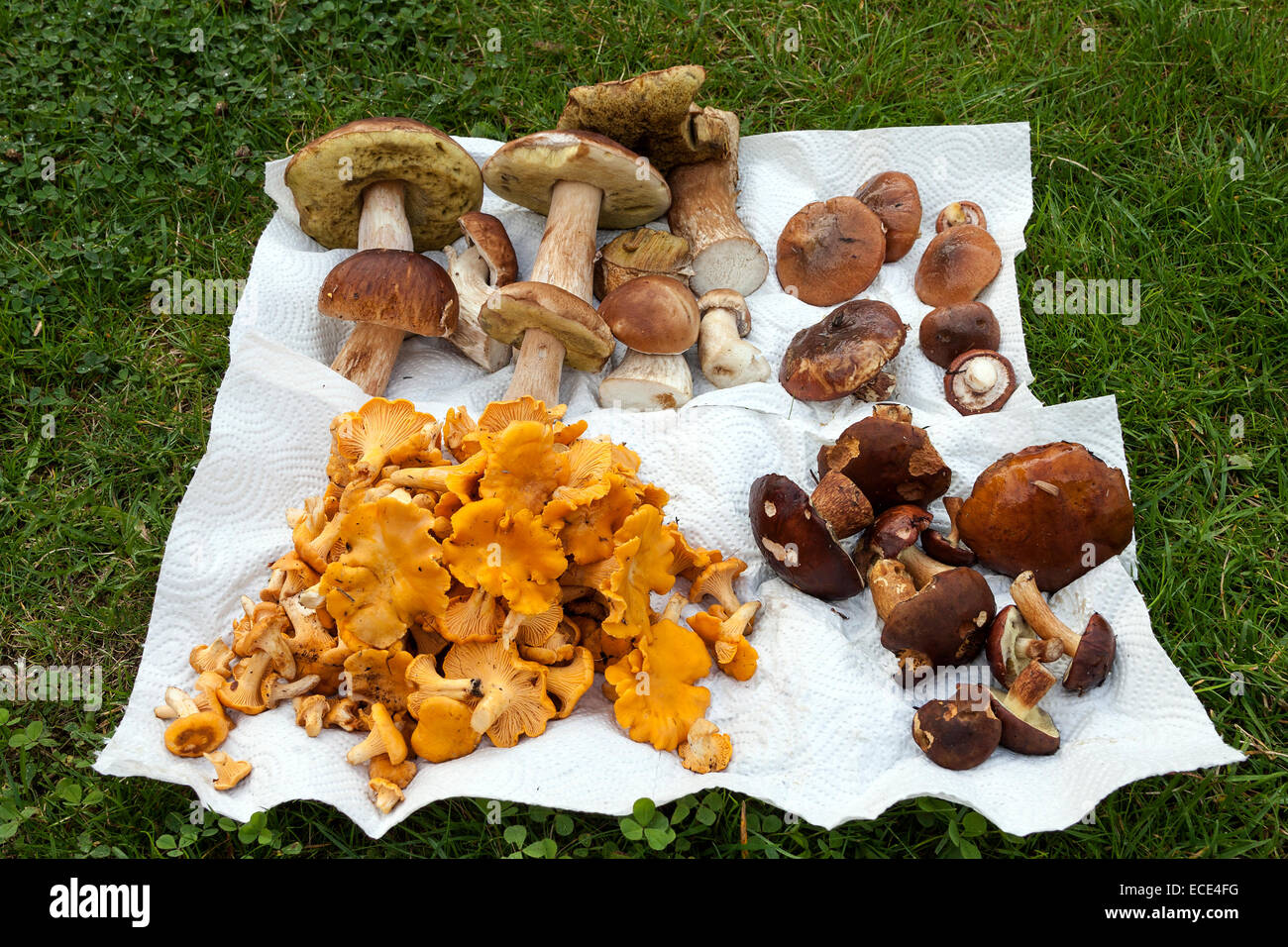 Steinpilze (Boletus), Pfifferlinge (Eierschwämmen Cibarius), Bucht Röhrenpilze (Imleria Badia), Butter Pilze gesammelt Stockfoto