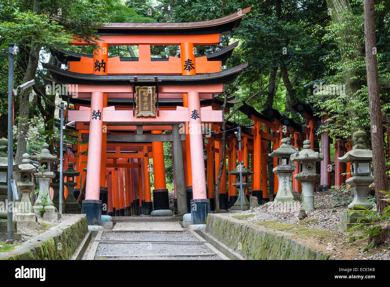 Tausend rote Torii-Tore säumen den Berghang bei Fushimi Inari-taisha, Kyoto, Japan. Es ist der Hauptschrein von Inari, gott von Reis und Füchsen Stockfoto