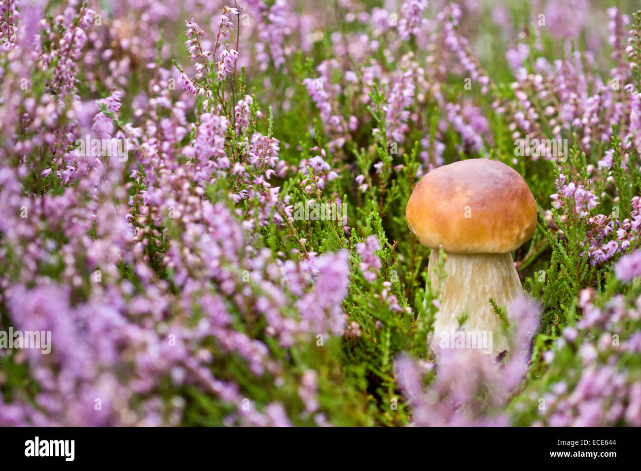 Wenig Steinpilze auf dem Hintergrund der violette Heidekraut in freier Wildbahn Stockfoto