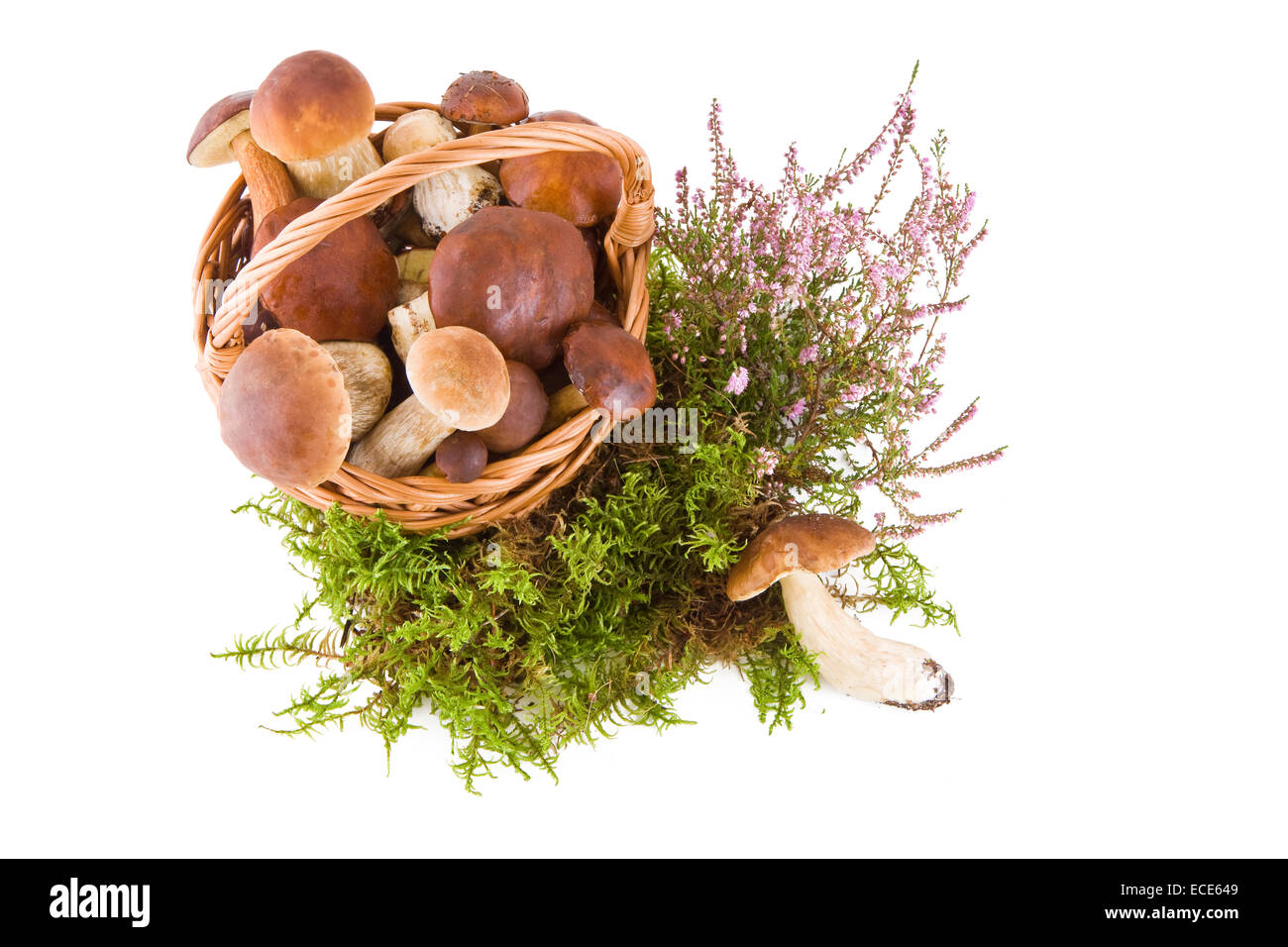Steinpilze Pilze in einem Weidenkorb auf grünem Moos isoliert auf weißem, Top Aussicht Stockfoto