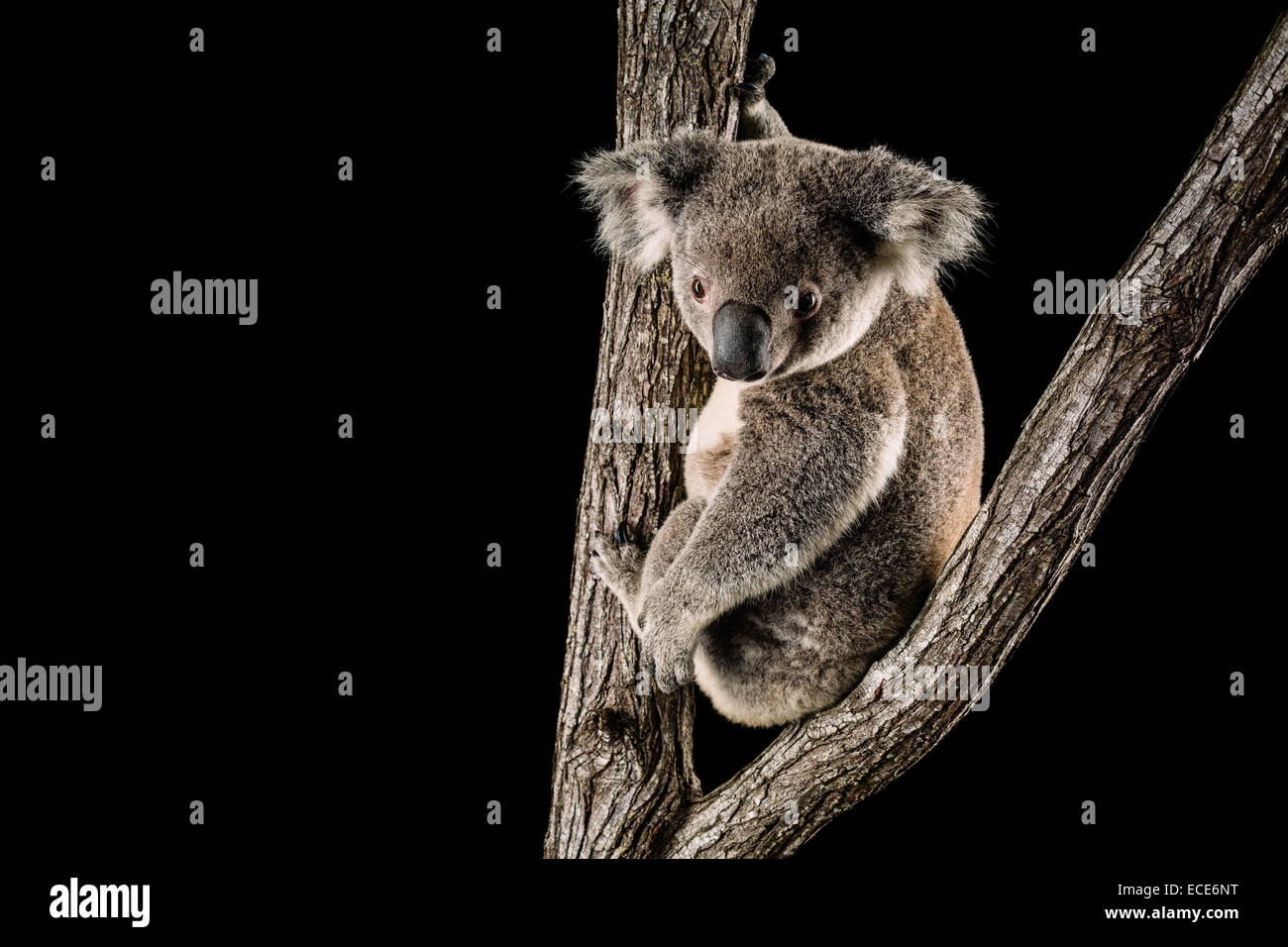 Australischen Tierwelt, thront die Koala in einem Eukalyptusbaum Stockfoto