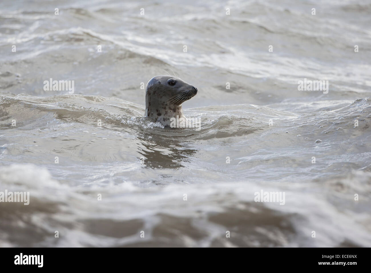 Grey grau Seal Halichoerus Grypus steigt an die Oberfläche in Umgebung im Meer anschwellen Stockfoto