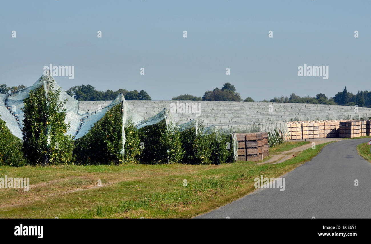 unter dem Deckmantel Apfelanbaus im Obstgarten in der Dordogne Frankreich Stockfoto