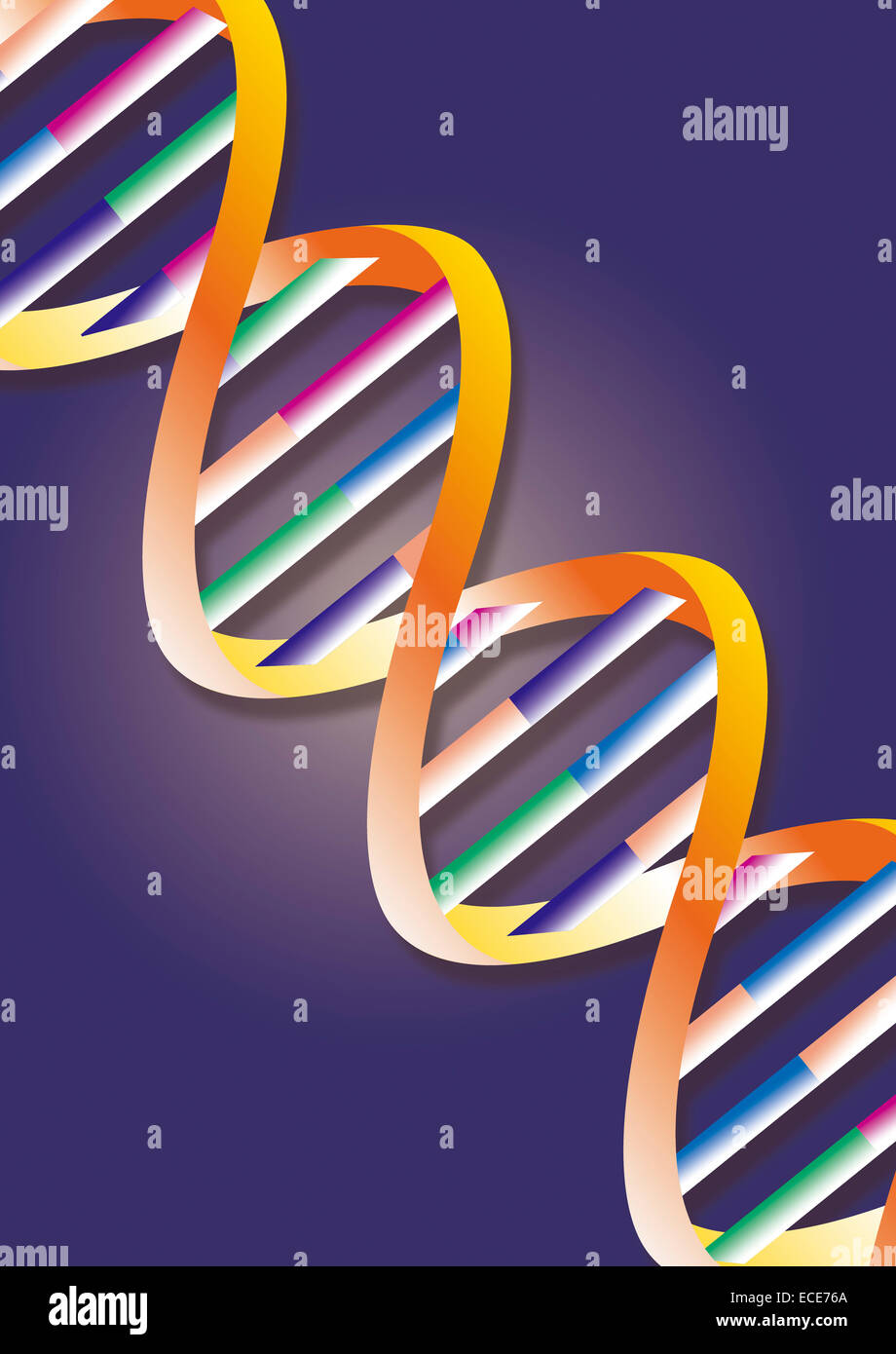 Bunte DNA-Doppelhelix – Genetik, Molekularbiologie und Biotechnologie – Illustration, die Genetik, Molekularbiologie und Biotechnologie symbolisiert Stockfoto