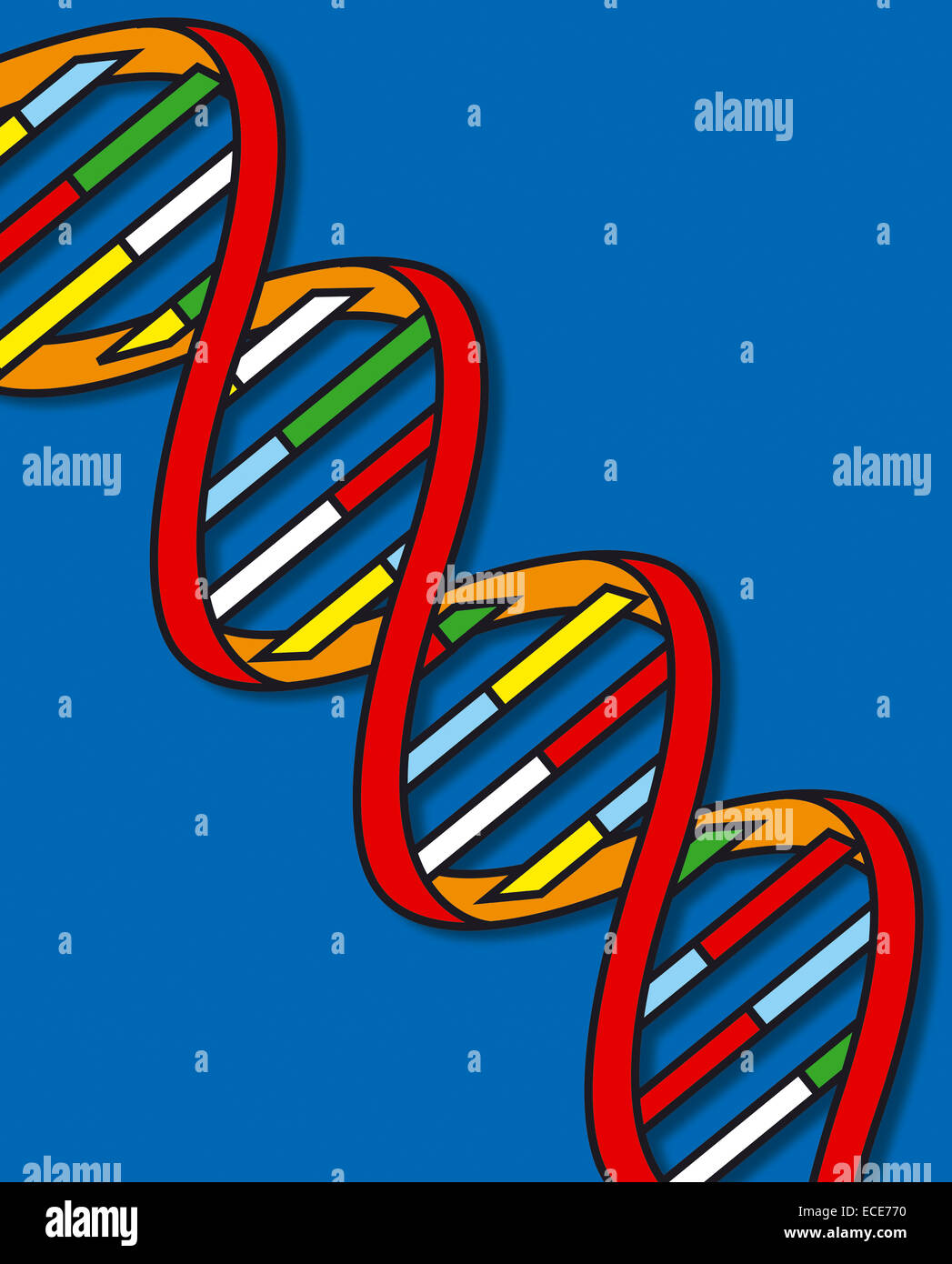 Bunte DNA-Doppelhelix – Genetik, Molekularbiologie und Biotechnologie – Illustration, die Genetik, Molekularbiologie und Biotechnologie symbolisiert Stockfoto