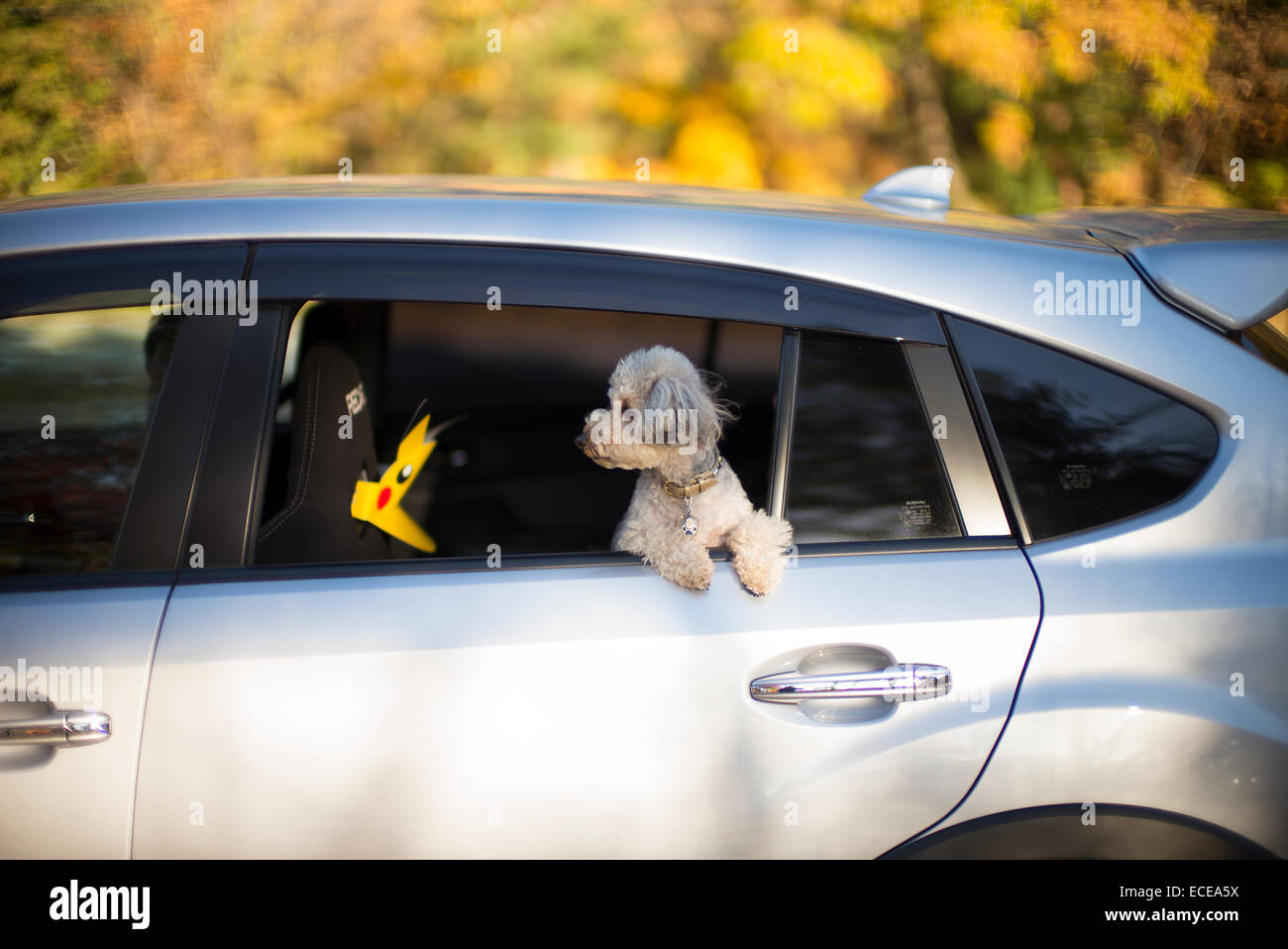 Japanische Pudel genießen Sie eine Fahrt im Auto, Kawaguchiko, Japan. Stockfoto