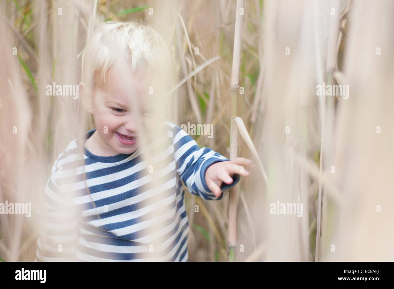 Ein Spaziergang durch Weizenfeld junge Stockfoto