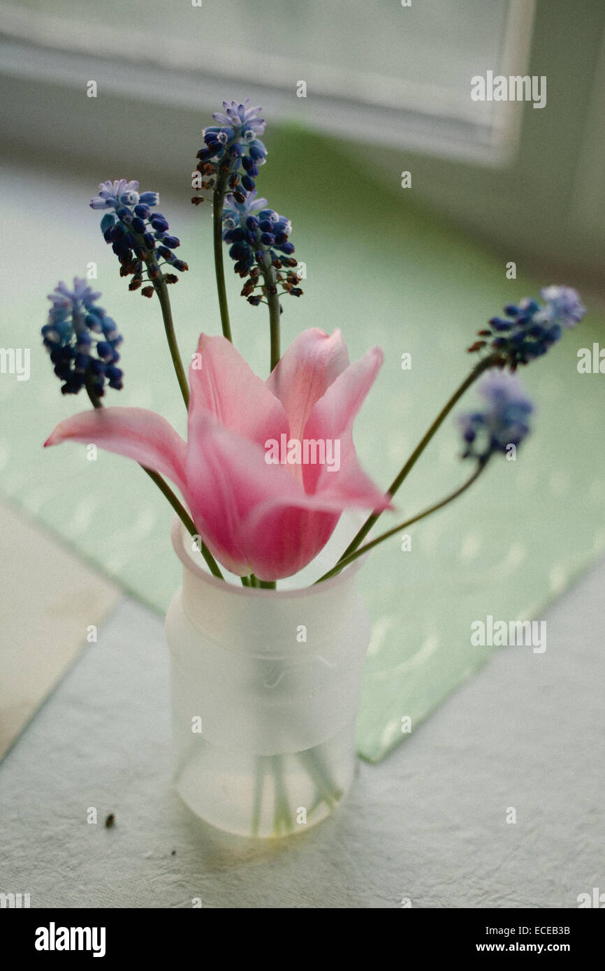 Vase mit Trauben Hyazinthe und Tulpe Blumen Stockfoto