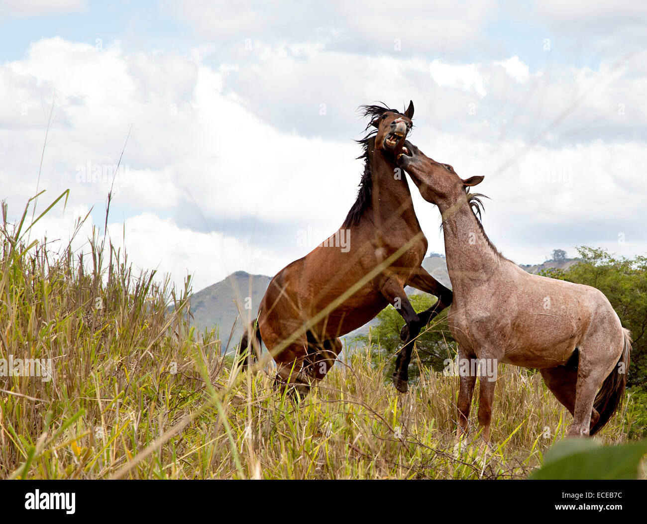 Zwei Pferde, die Kämpfe im Feld, Ecuador Stockfoto