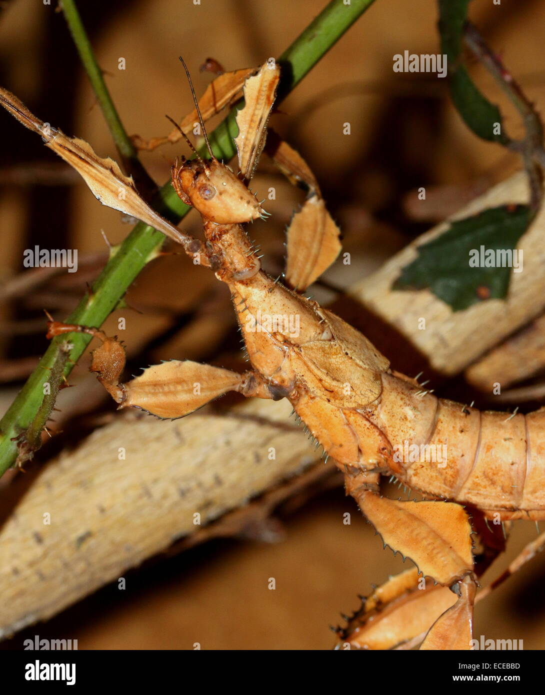 Australische Riesen stachelige Stabheuschrecke (Extatosoma Tiaratum). auch bekannt als Giant Spiny Stabheuschrecke, stacheligen Blatt oder Spazierstock Insekt Stockfoto