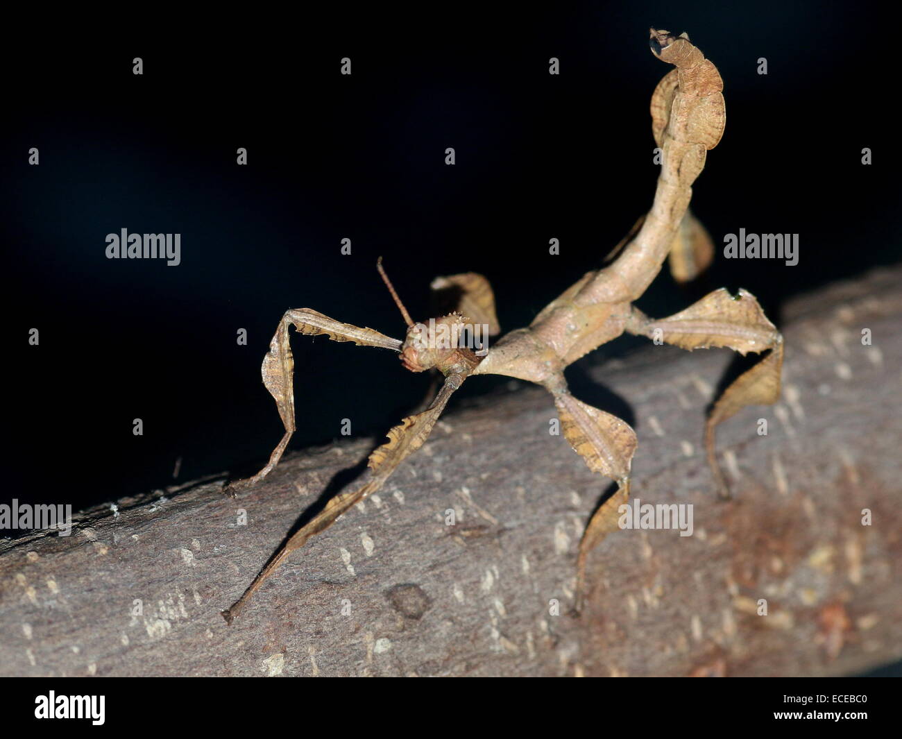 Australische Riesen stachelige Stabheuschrecke (Extatosoma Tiaratum), wahrscheinlich ein junges Männchen Stockfoto