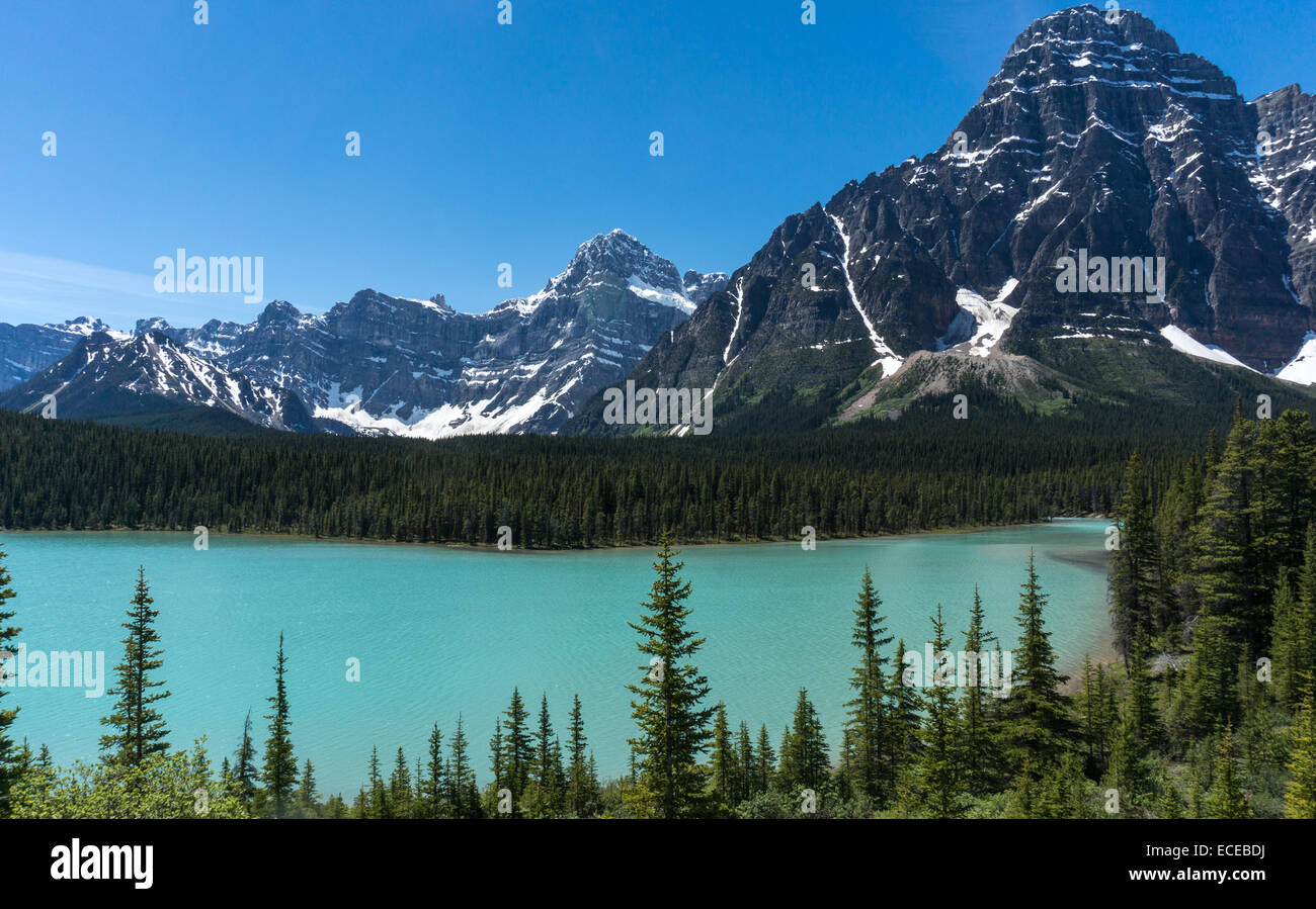 Kanada, Alberta, Banff Nationalpark, Mt Chephren und Wasservögel Untersee Stockfoto