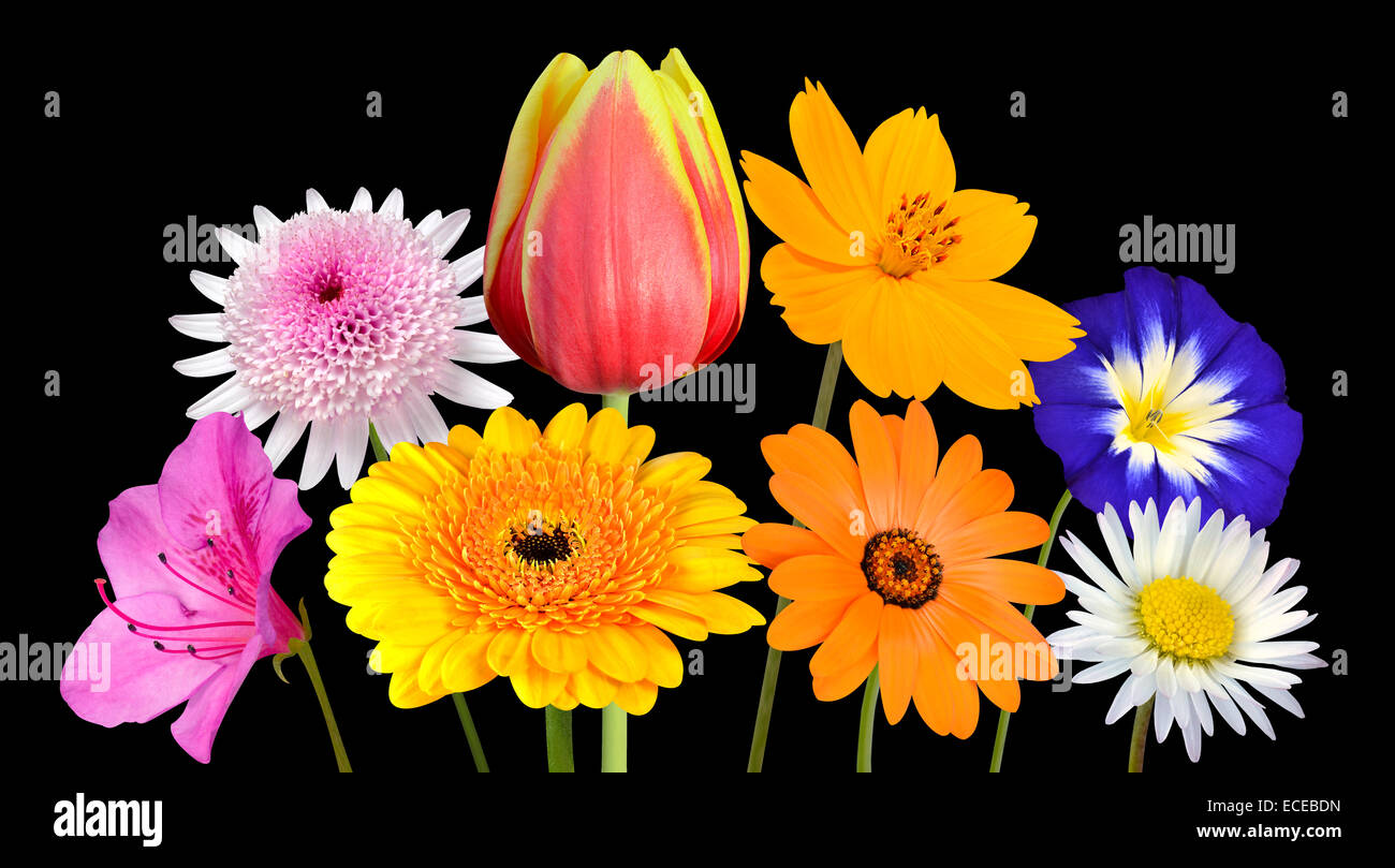 Sammlung von verschiedenen bunten Blumen mit grünen Stock auf schwarzem Hintergrund isoliert. Lebendige rot, blau, rosa, lila, gelb Wh Stockfoto