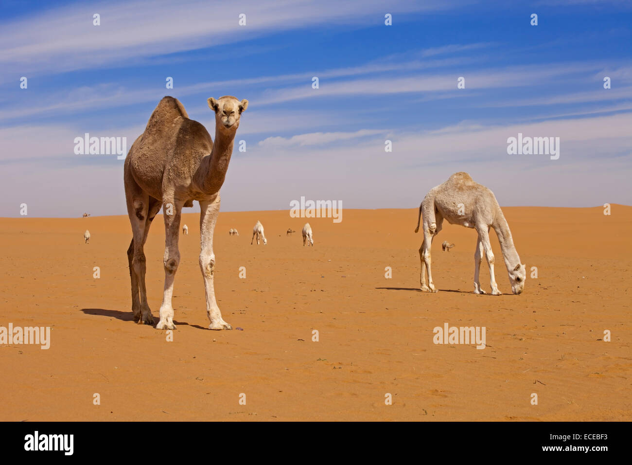 Saudi Arabien, Sahara, Kamele in der Wüste Stockfoto