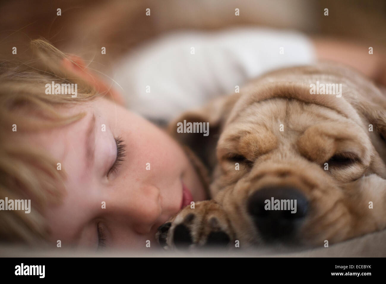 Nahaufnahme eines Mädchens, das mit ihrem Hund schläft Stockfoto
