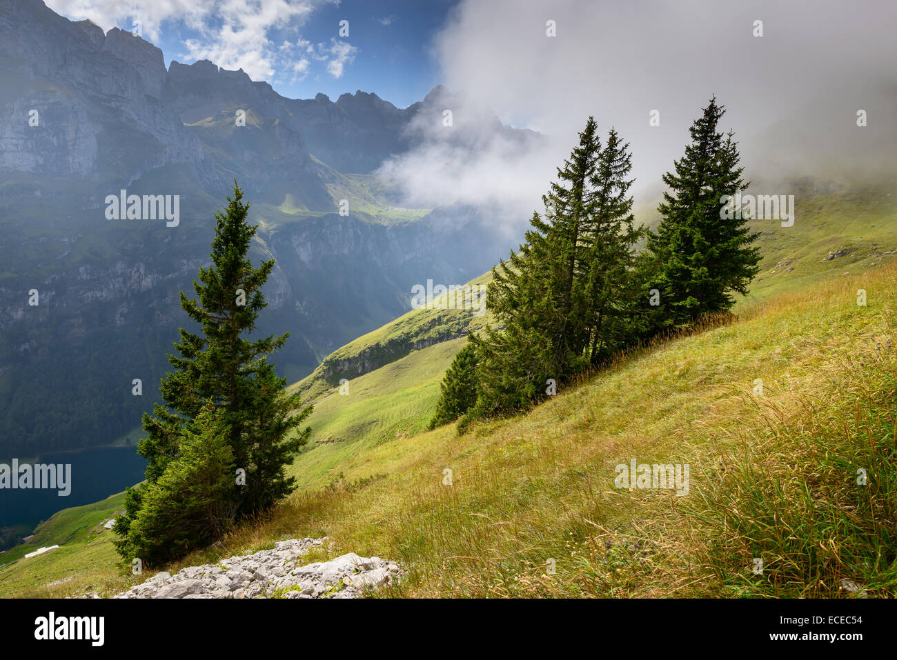 Schweiz, Appenzeller Alpen, Fichten wachsen auf grasbewachsenen Berghang Stockfoto