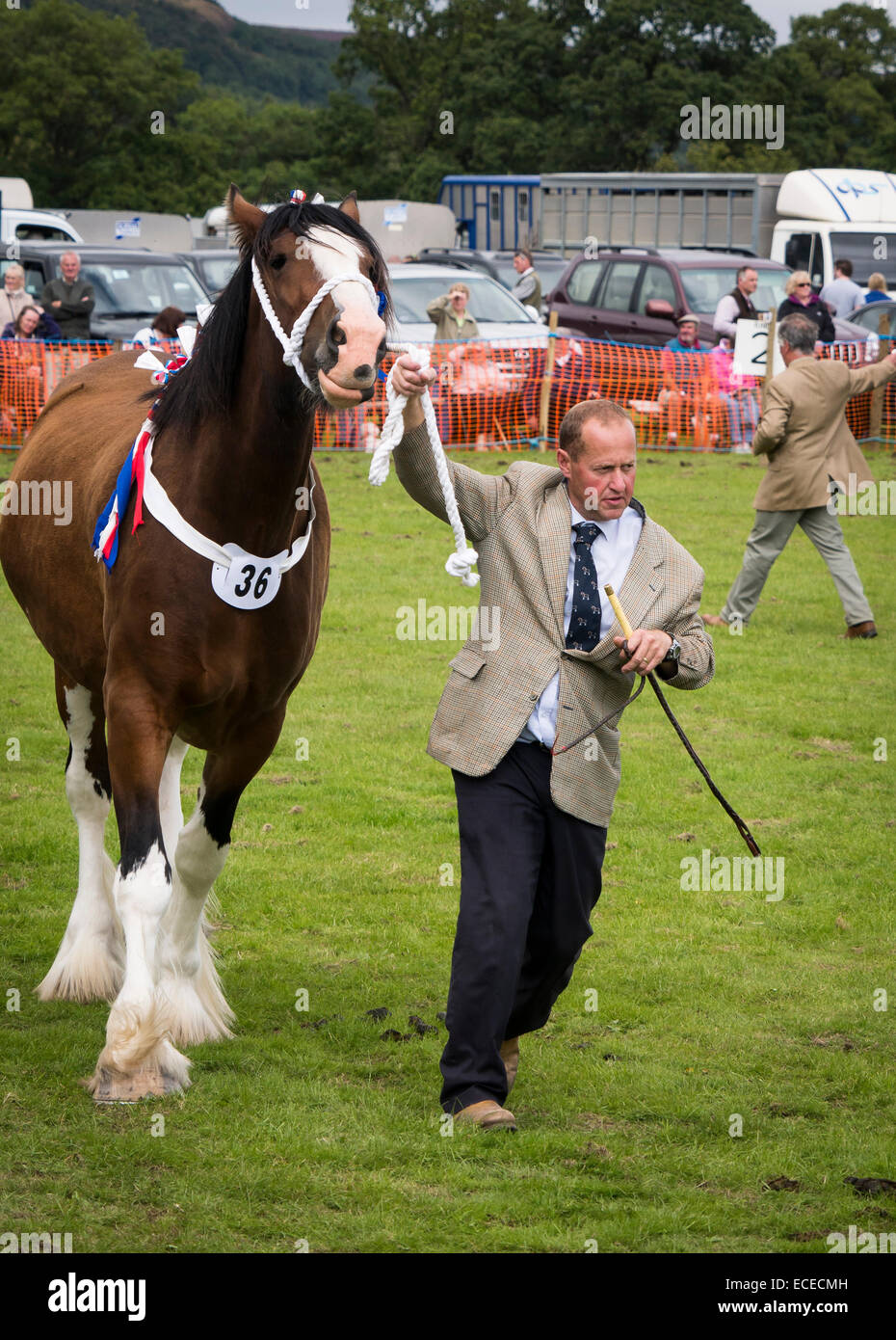 Zeigt Shire Horse bei Rosedale Show, North Yorkshire Stockfotografie