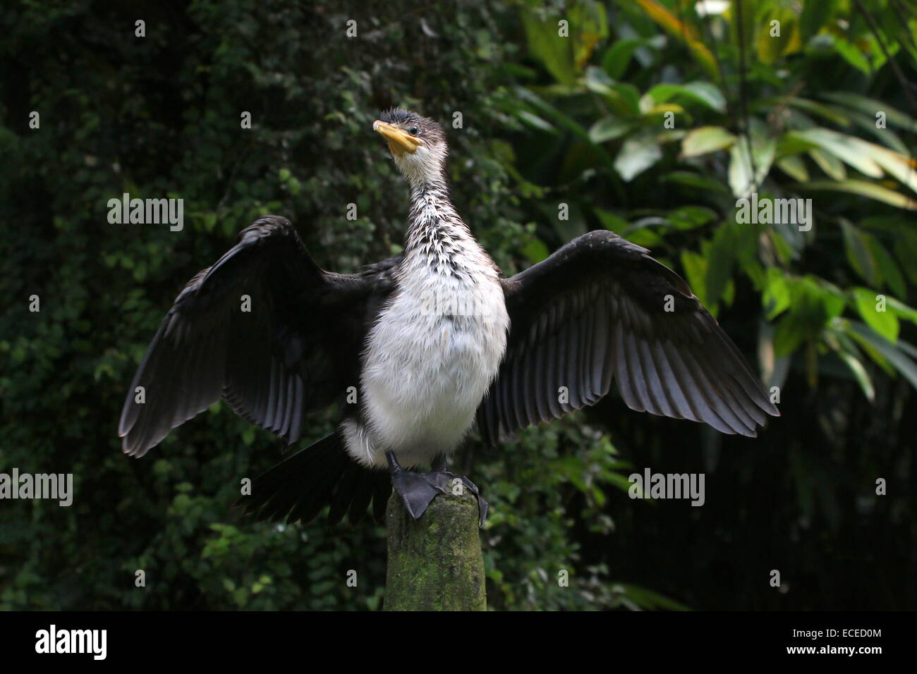 Juvenile Australian wenig pied Kormoran (Phalacrocorax Melanoleucos, Microcarbo Melanoleucos) trocknen seine Flügel Stockfoto